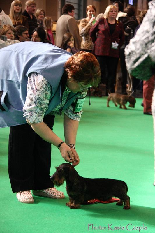 Crufts2011_2 808.jpg